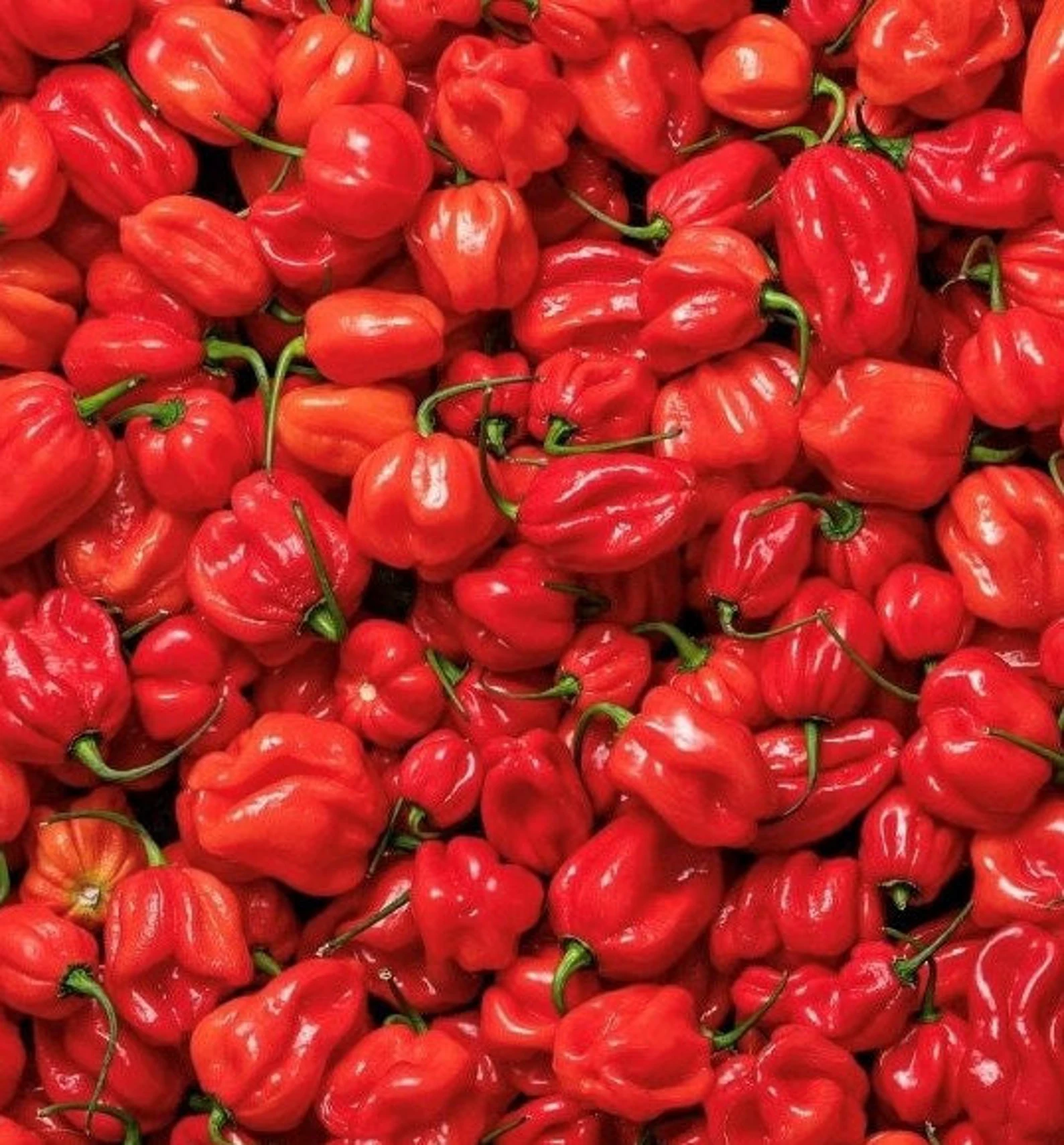 Fresh Habenaro Pepper