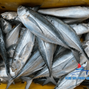 Horse Mackerel (Kote) Fish